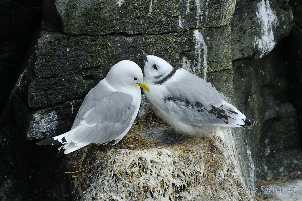 Imagen 9 de la galería de Islandia